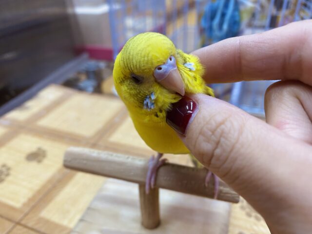 セキセイインコ