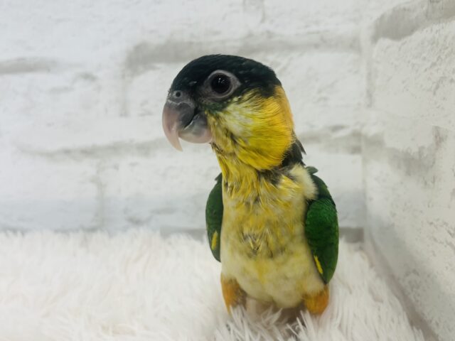 ズグロシロハラインコ