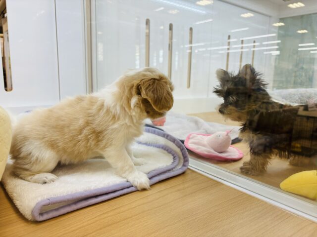 キャバペキ（ペキキャバ）