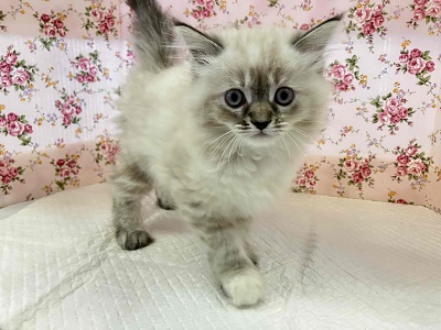 最新画像🌟新たな時代に誘われて…ネヴァマスカレード優雅に入舎! ネヴァマスカレード