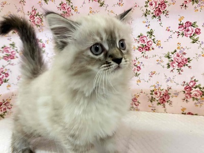 ネヴァマスカレード