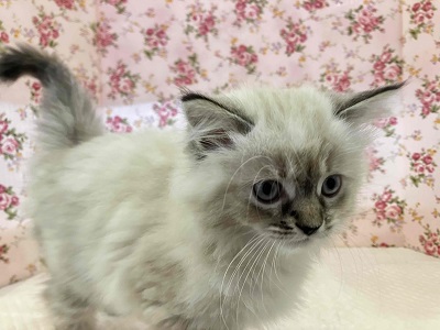 最新画像🌟新たな時代に誘われて…ネヴァマスカレード優雅に入舎! ネヴァマスカレード