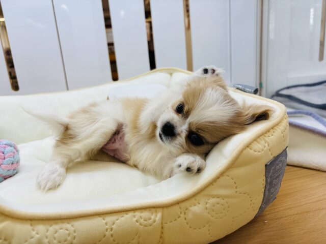 キャバペキ（ペキキャバ）