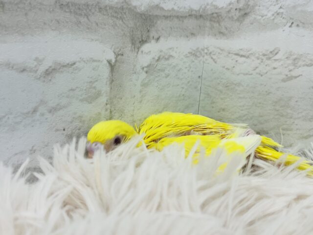 セキセイインコ