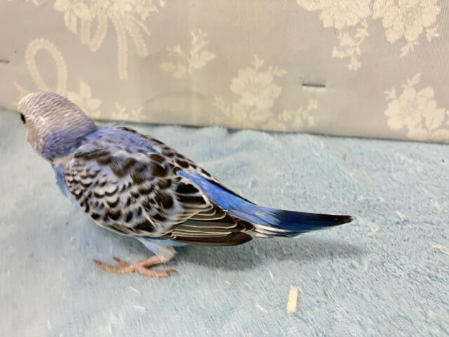 ✨最新画像✨アピールの達人かっ!ベリ〜ファイン🫐➿セキセイインコ(ブルーオパーリン2024年9月生まれ) セキセイインコ