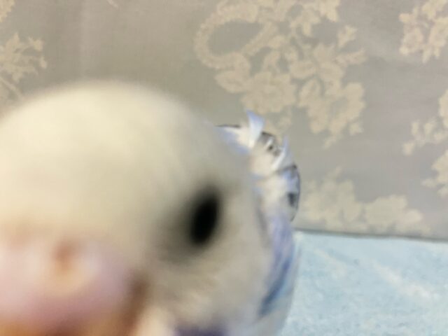 ✨最新画像✨アピールの達人かっ!ベリ〜ファイン🫐➿セキセイインコ(ブルーオパーリン2024年9月生まれ) セキセイインコ
