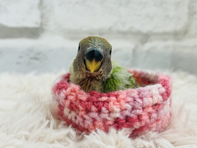 コザクラインコ（小桜インコ）