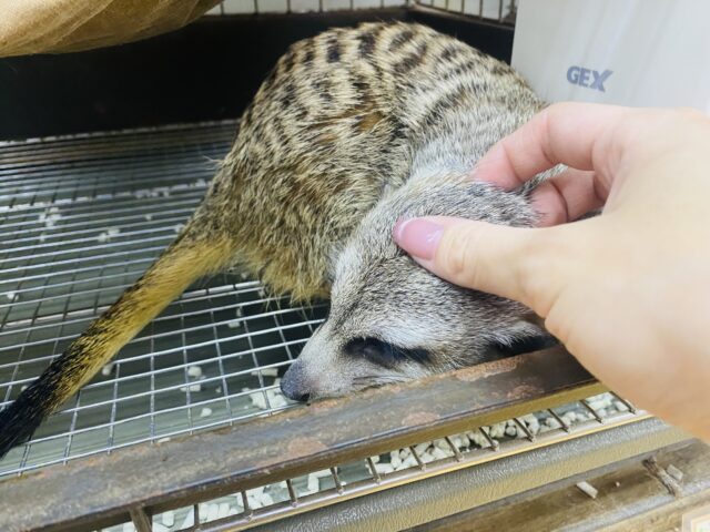 ミーアキャット