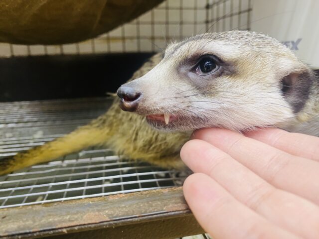 ミーアキャット