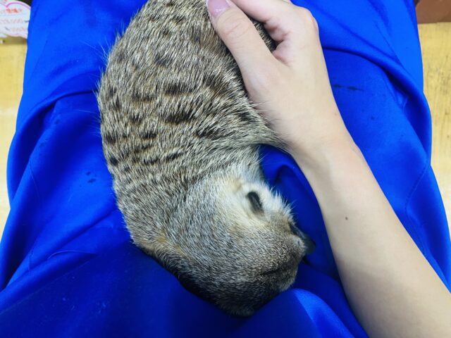 ミーアキャット