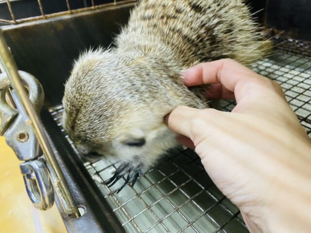 ミーアキャット
