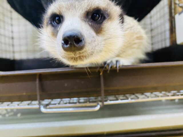 ミーアキャット