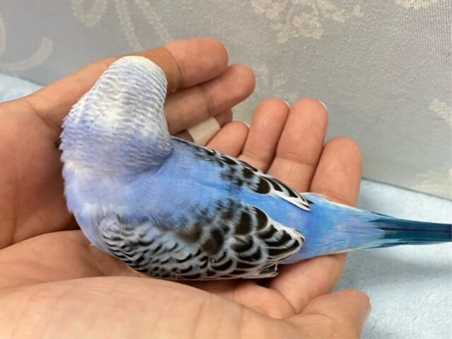 ✨最新画像✨アピールの達人かっ!ベリ〜ファイン🫐➿セキセイインコ(ブルーオパーリン2024年9月生まれ) セキセイインコ