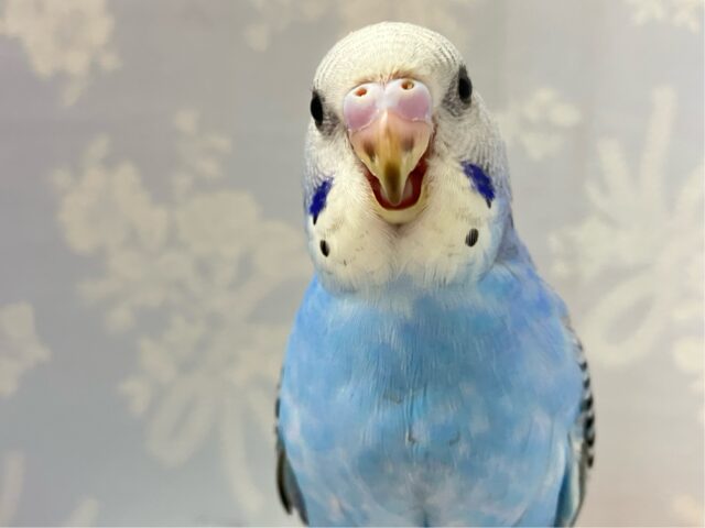 ✨最新画像✨アピールの達人かっ!ベリ〜ファイン🫐➿セキセイインコ(ブルーオパーリン2024年9月生まれ) セキセイインコ