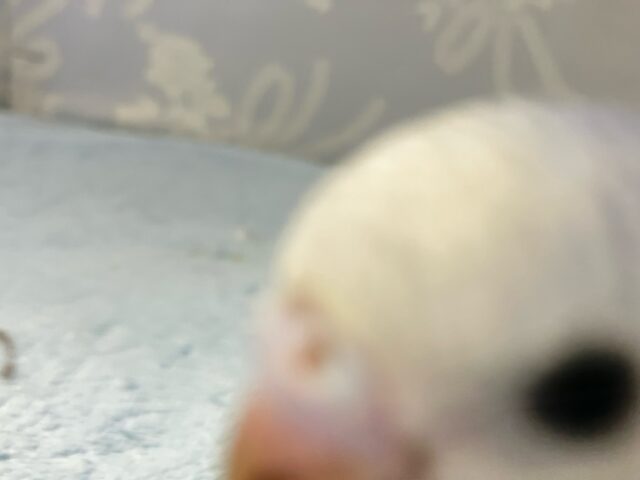 ✨最新画像✨アピールの達人かっ!ベリ〜ファイン🫐➿セキセイインコ(ブルーオパーリン2024年9月生まれ) セキセイインコ