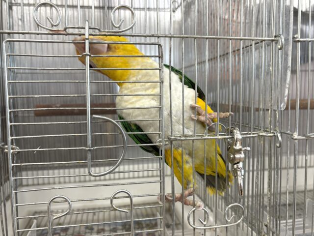 シロハラインコ