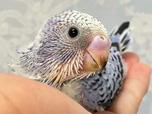 ✨最新画像✨青で彩れぶどうパフェ~!🧁🍇💙꒰ঌ .°セキセイインコ(2024年9月生まれ) セキセイインコ