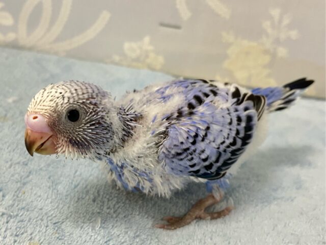 ✨最新画像✨青で彩れぶどうパフェ~!🧁🍇💙꒰ঌ .°セキセイインコ(2024年9月生まれ) セキセイインコ