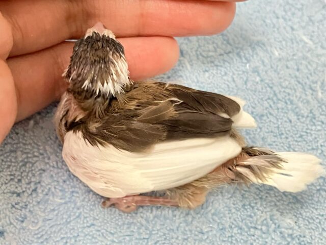 羽の受け皿アヒルっぽいな~🪿🤍ྀི十姉妹(ノーマル2024年10月生まれ) 十姉妹(ジュウシマツ)