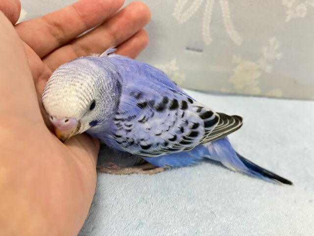 ✨最新画像✨青で彩れぶどうパフェ~!🧁🍇💙꒰ঌ .°セキセイインコ(2024年9月生まれ) セキセイインコ