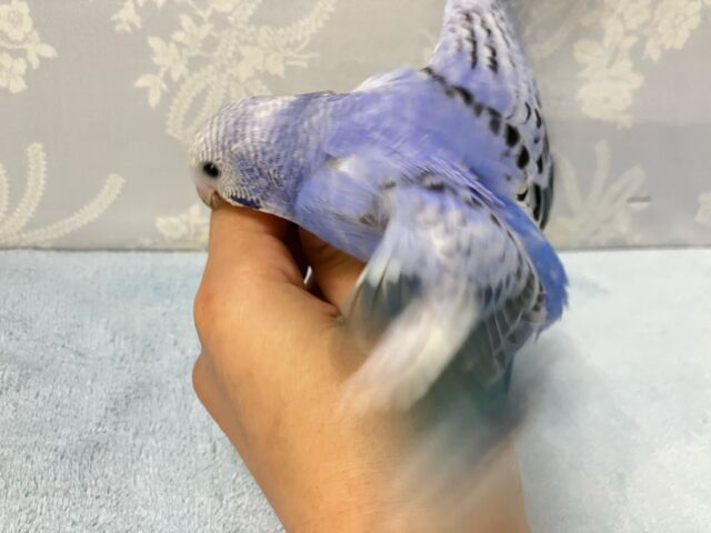 ✨最新画像✨青で彩れぶどうパフェ~!🧁🍇💙꒰ঌ .°セキセイインコ(2024年9月生まれ) セキセイインコ