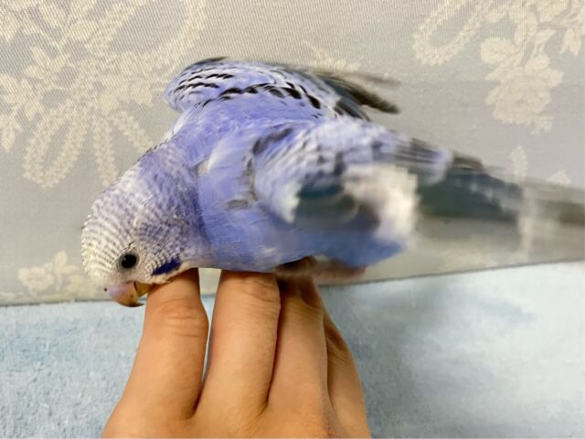 ✨最新画像✨青で彩れぶどうパフェ~!🧁🍇💙꒰ঌ .°セキセイインコ(2024年9月生まれ) セキセイインコ