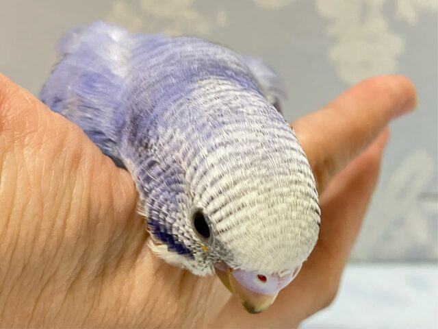 ✨最新画像✨青で彩れぶどうパフェ~!🧁🍇💙꒰ঌ .°セキセイインコ(2024年9月生まれ) セキセイインコ