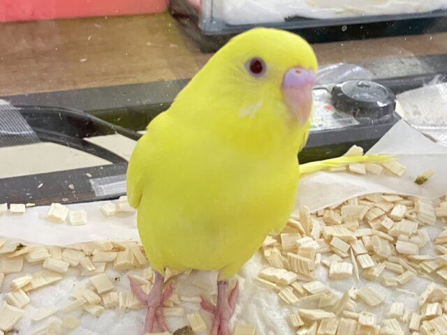セキセイインコ