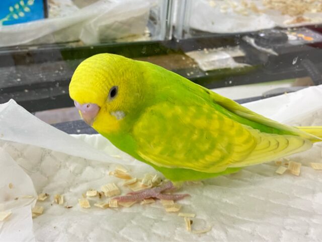 セキセイインコ