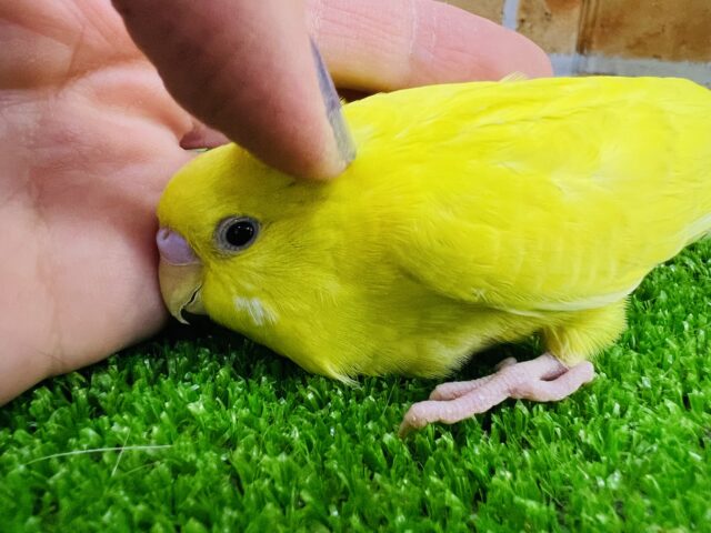 セキセイインコ
