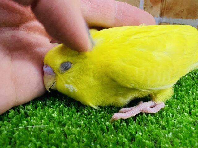セキセイインコ