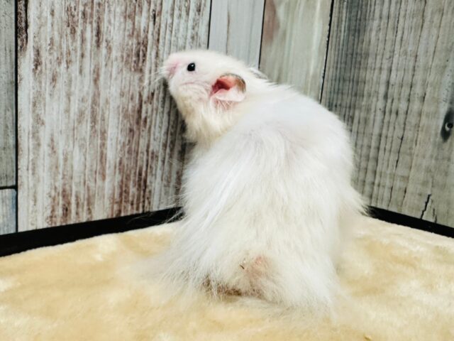 ゴールデンハムスター