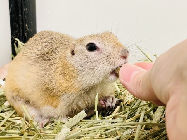 リチャードソンジリス