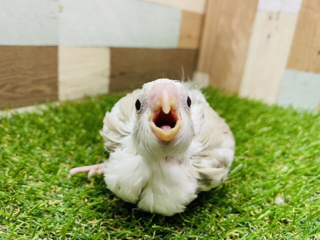 オカメインコ