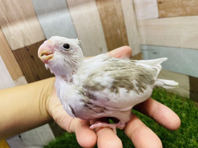 オカメインコ
