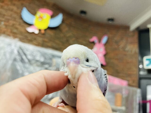 キミはかわいすぎっ❤︎ ˃ ˂⁎手乗りセキセイインコ(バイオレットモーブ)さん🪶✨ セキセイインコ
