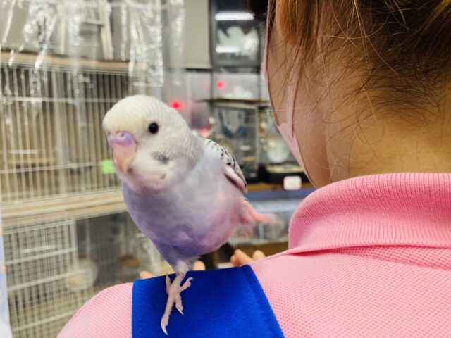 キミはかわいすぎっ❤︎ ˃ ˂⁎手乗りセキセイインコ(バイオレットモーブ)さん🪶✨ セキセイインコ