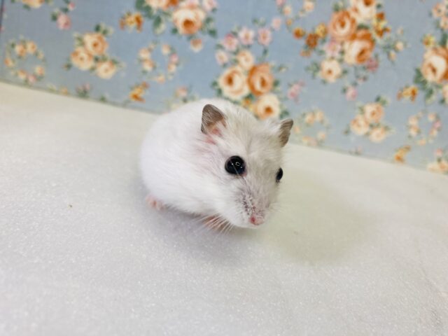 ドワーフハムスターの1種