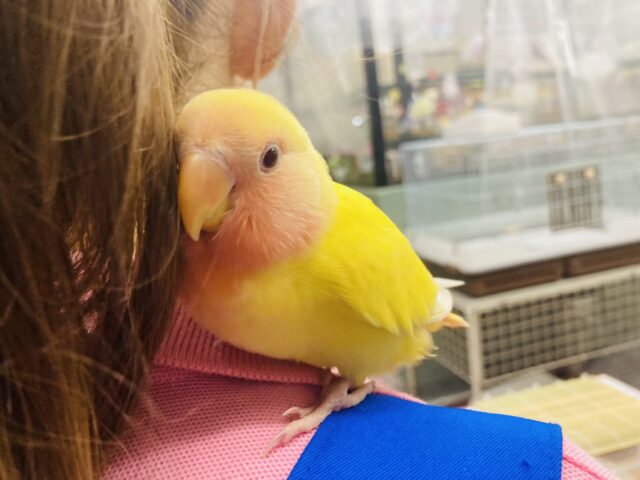 コザクラインコ（小桜インコ）