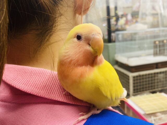 コザクラインコ（小桜インコ）