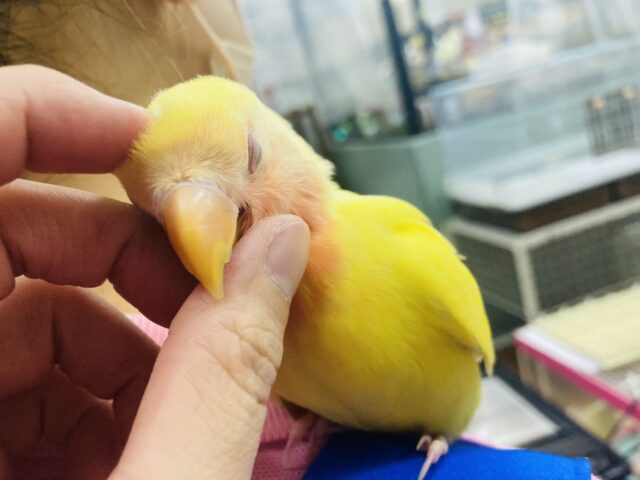 コザクラインコ（小桜インコ）