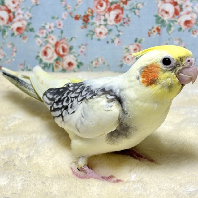オカメインコ