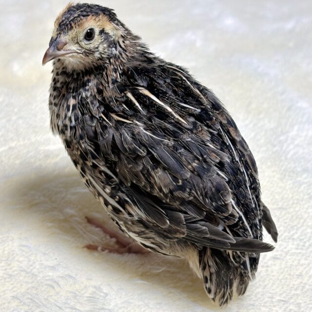 並ウズラ 中ビナ 🐥✨.゚・*..☆ 並ウズラ