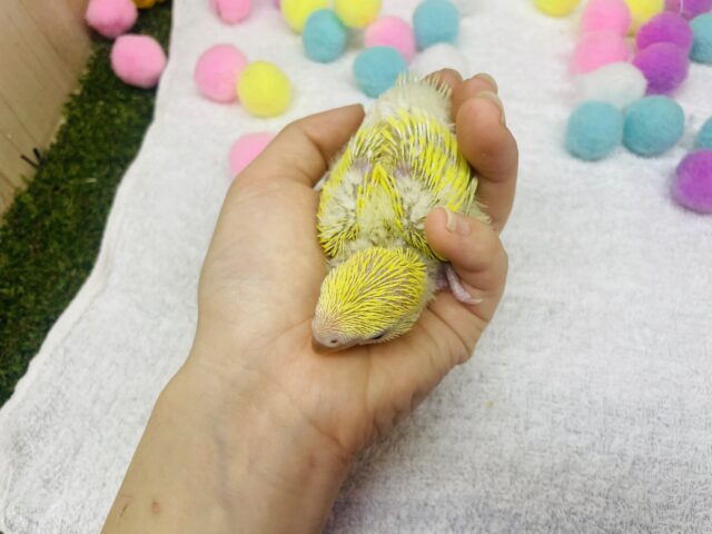 コザクラインコ（小桜インコ）