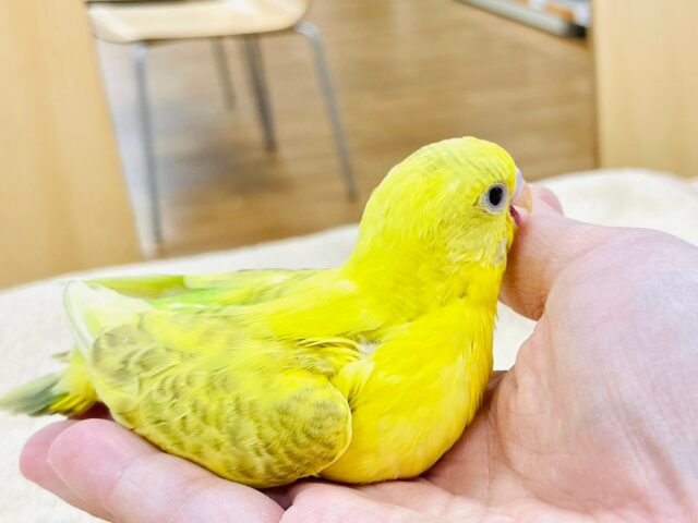 セキセイインコ