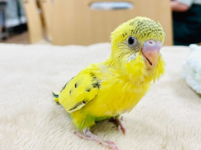 セキセイインコ