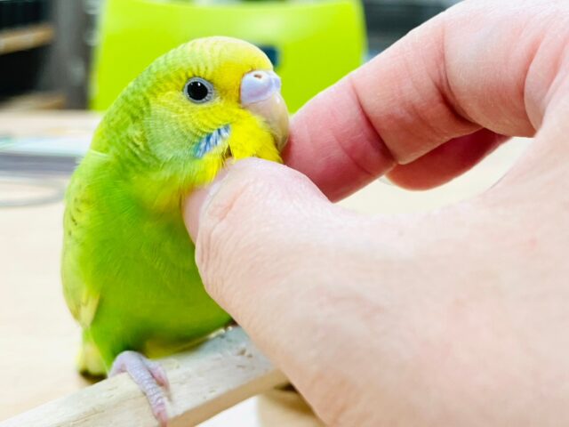セキセイインコ