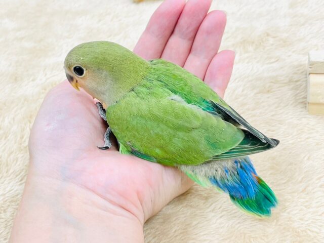 コザクラインコ（小桜インコ）