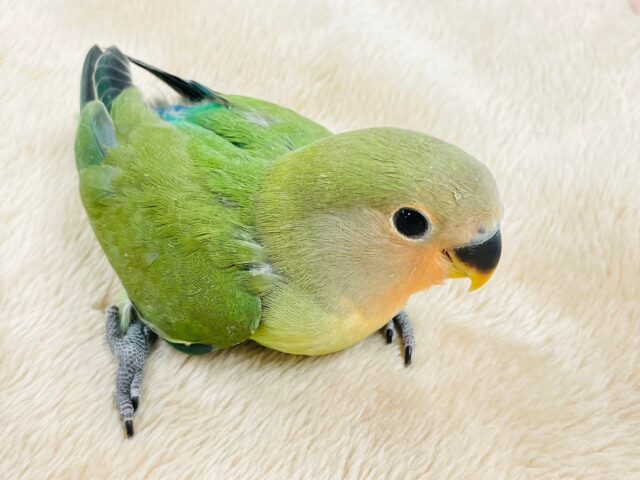 コザクラインコ（小桜インコ）