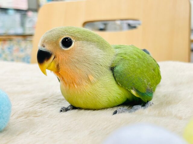 コザクラインコ（小桜インコ）